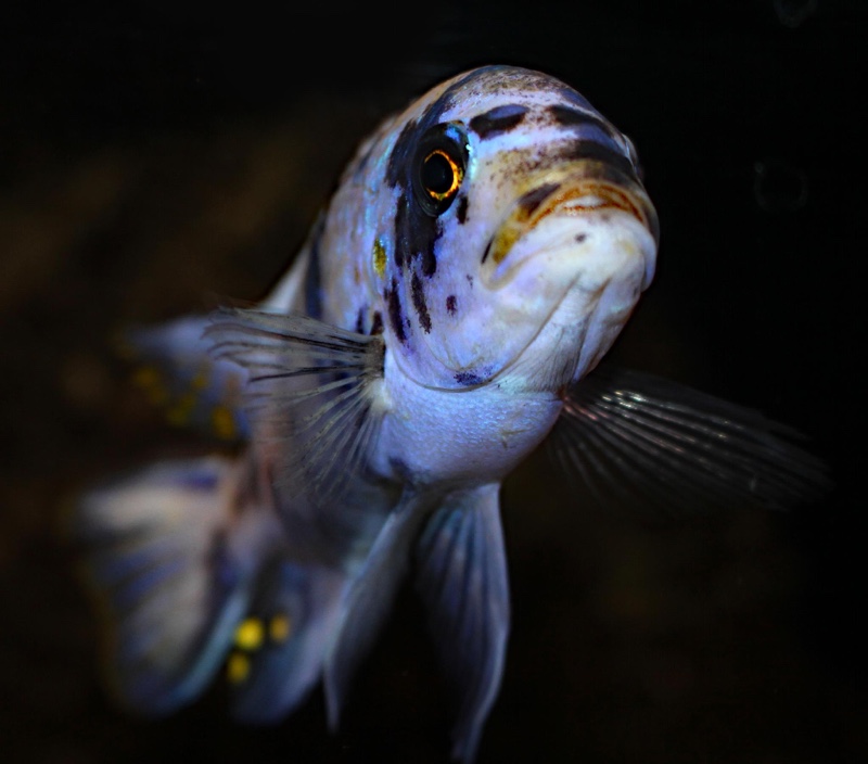 Maylandia zebra 'Likoma Island'